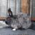 REX RABBITS, AND MORE!! 12 thumbnail