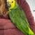 Blue fronted Amazon parrot 3 thumbnail