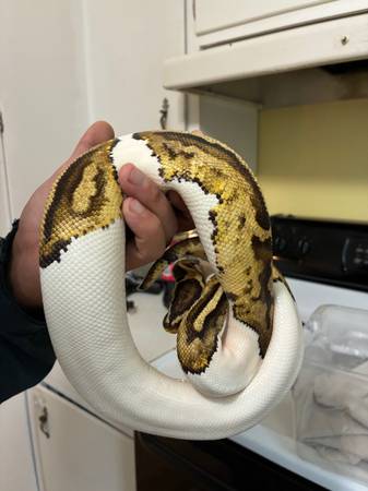 two Ball Pythons576915585935626241
