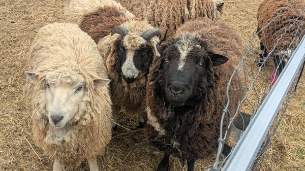 Mini Sheep 1