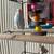 Parakeets 4 thumbnail