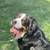 Bernese Mountain Dog 3 thumbnail