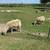 Shetland cross sheep 13 thumbnail