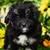 Toddles ( puppy) 4 thumbnail