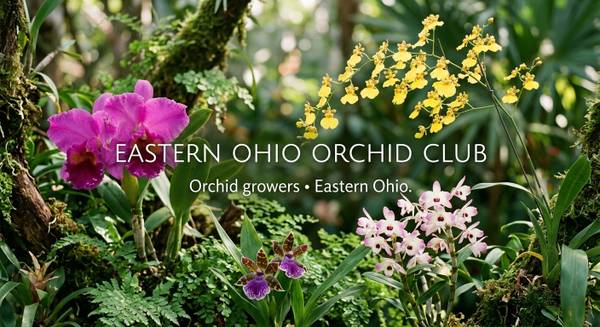 ?? Creando un nuevo grupo de orquídeas para cultivadores en el sudeste de Ohio (Zanesville, Ohio)