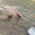 Pullets/chickens 2 thumbnail