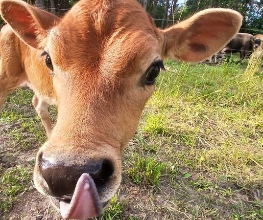 A2/A2 herdshares available 1