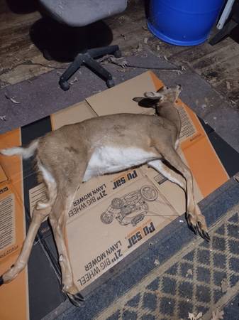 Deer processing 1