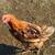 Chickens 2 thumbnail