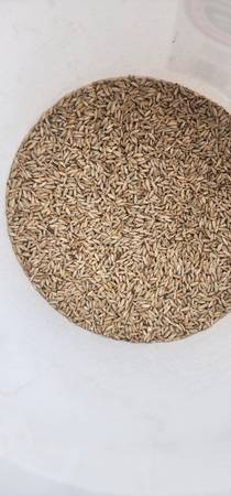 Rye 1