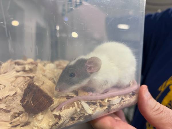 Female Patchwork and Dumbo rats for adoption 1