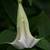 Grand and Fantastically Fragrant Mammoth Bell Trees 1 thumbnail