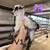 Registrable Nigerian dwarf goats 1 thumbnail