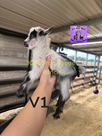 Registrable Nigerian dwarf goats 1