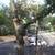 🌳MIKE GALLO GARDENING AND TREE SERVICE 5 thumbnail