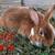 Mini Rex's 3 thumbnail