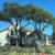 TILO'S TREE TRIMMING AND LANDSCAPING SERVICES 3 thumbnail