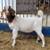 Fullblood Boer Goat Buckling 3 thumbnail