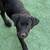 Black Lab 2 thumbnail