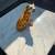 Mid Century ceramic Leopard / Cheetah statue A147 3 thumbnail