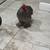 rehoming rooster 2 thumbnail