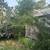 🔥 BRUSH CLEARING & OVERGROWN YARD CLEANUP — H&S 🔥 5 thumbnail