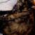 Calico Siamese mixed female fixed 2 thumbnail