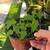 any Papaya Trees In A Pot For $10 1 thumbnail