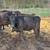 Black Angus Cows 9 thumbnail