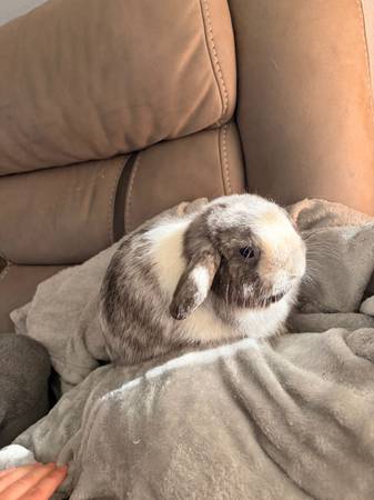 Holland Lops606266079105536002