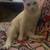 White cat with heterochromia 7 thumbnail