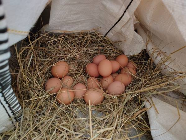 Black Australorp hatching eggs 1