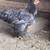 Rooster 1 thumbnail