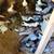 Pigeons 7 thumbnail