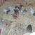 Chicks Baby chicken 2 thumbnail