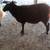 Black ewes (price drop) 3 thumbnail