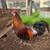 Good gamefowl,Buenos Gallos 6 thumbnail