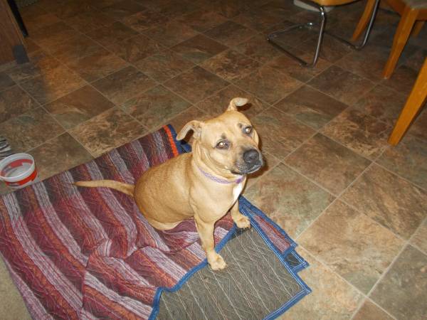 Lost Dog (Tacoma)