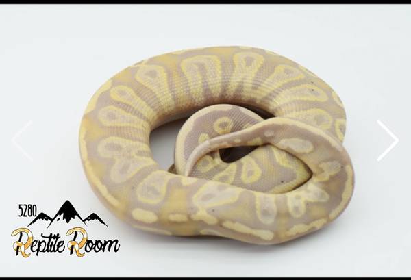 Ball python64842560798594120