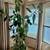 PLANTS--Rubber Tree-Schefflera Arboricola-Mulberry tree-Hydrangea etc 5 thumbnail