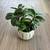 “ZZ” plant 2 thumbnail