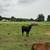 Angus heifer 1 thumbnail