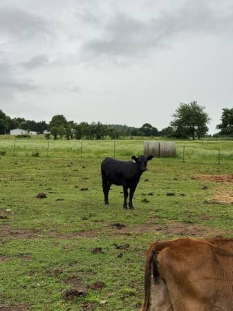 Angus heifer 1