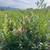 Laurel plants 3 thumbnail