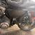 2016 Harley Davidson Sportster Roadster 4 thumbnail