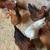 Chickens 1 thumbnail