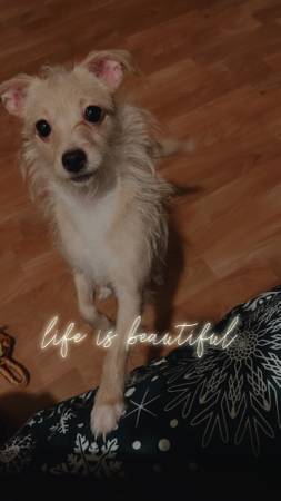 looking for home (hayward / castro valley)63861571678339121