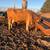 11 Black Angus Cows 10 thumbnail
