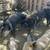 Pigs for sale /puercos de venta 5 thumbnail