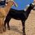 Goats/Chivos 2 thumbnail